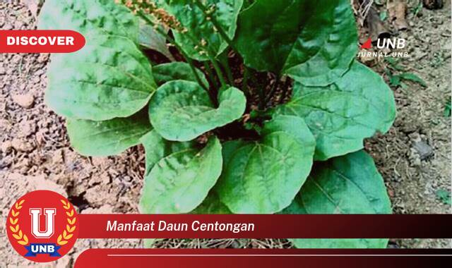 Ketahui 8 Manfaat manfaat daun centongan yang Jarang Diketahui