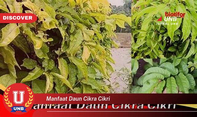 Inilah 8 Manfaat manfaat daun cikra cikri yang tidak Semua Orang Tau
