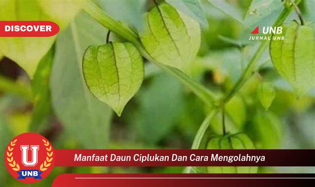 Temukan 10 Manfaat Daun Ciplukan untuk Kesehatan dan Cara Mengolahnya Menjadi Obat Alami Temukan 10 Manfaat Daun Ciplukan untuk Kesehatan dan Cara Mengolahnya Menjadi Obat Alami