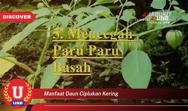 Temukan 9 Manfaat Daun Ciplukan Kering untuk Kesehatan Anda yang Luar Biasa