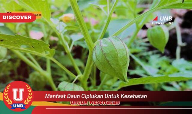 Temukan 10 Manfaat Daun Ciplukan untuk Kesehatan, Khasiat Luar Biasa bagi Tubuh Anda Temukan 10 Manfaat Daun Ciplukan untuk Kesehatan, Khasiat Luar Biasa bagi Tubuh Anda
