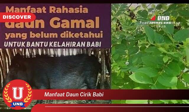 Ketahui 9 Manfaat manfaat daun cirik babi yang Wajib kamu ketahui