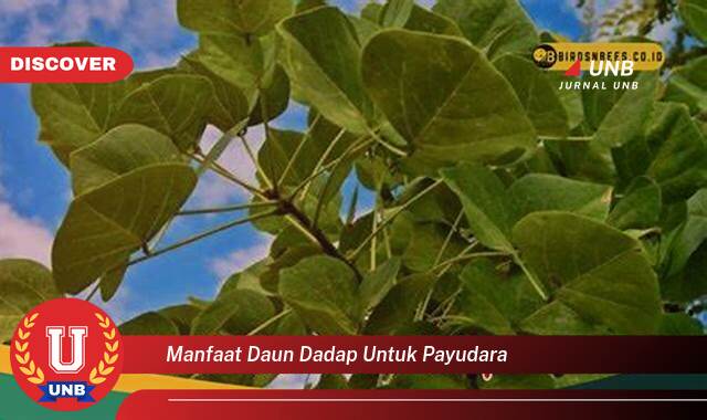 Temukan 10 Manfaat manfaat daun dadap untuk payudara yang Jarang Diketahui