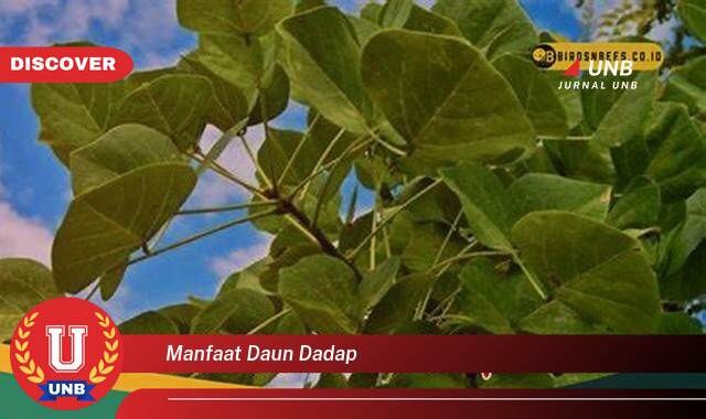 Temukan 8 Manfaat Daun Dadap untuk Kesehatan, Dari Akar Hingga Pucuk Temukan 8 Manfaat Daun Dadap untuk Kesehatan, Dari Akar Hingga Pucuk