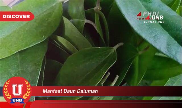 8 Manfaat Daun Daluman yang Wajib Kamu Intip