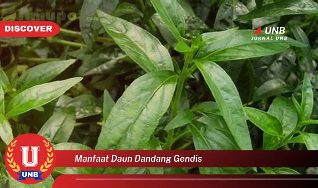Ketahui 10 Manfaat manfaat daun dandang gendis yang Jarang Diketahui