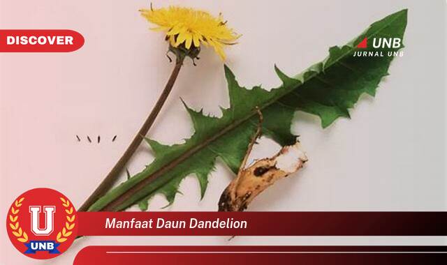 8 Manfaat manfaat daun dandelion yang tidak Semua Orang Tau