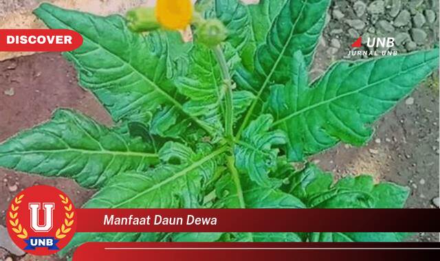 Temukan 8 Manfaat Daun Dewa untuk Kesehatan, Khasiat, Cara Penggunaan, dan Efek Samping Temukan 8 Manfaat Daun Dewa untuk Kesehatan, Khasiat, Cara Penggunaan, dan Efek Samping