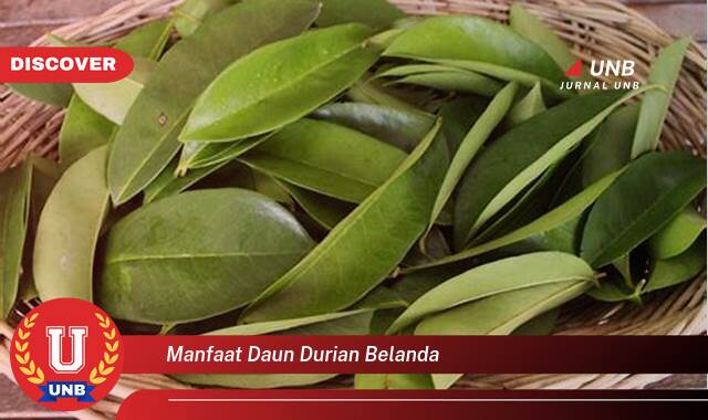 Temukan 9 Manfaat manfaat daun durian belanda yang Wajib kamu ketahui