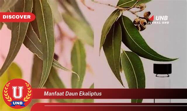 8 Manfaat manfaat daun ekaliptus yang tidak Semua Orang Tau