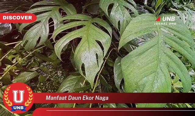 Temukan 8 Manfaat Daun Ekor Naga untuk Kesehatan dan Kecantikan Anda