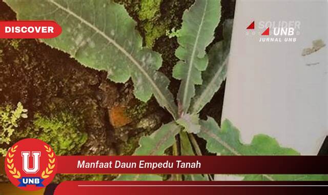 Temukan 8 Manfaat manfaat daun empedu tanah yang Wajib Kamu Intip