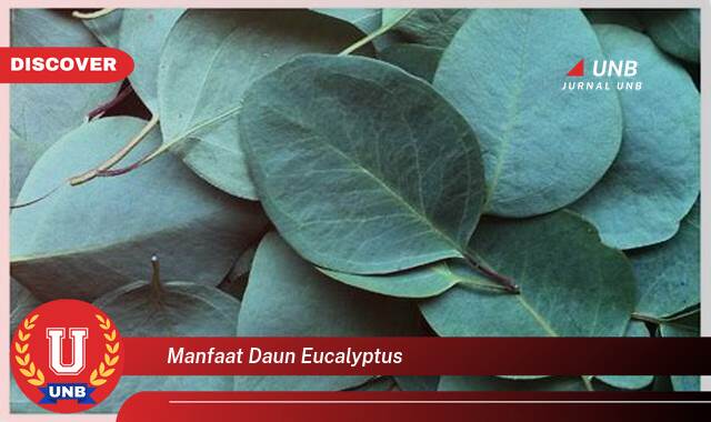 Ketahui 8 Manfaat manfaat daun eucalyptus yang Jarang Diketahui