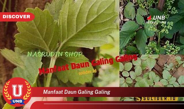 9 Manfaat manfaat daun galing galing yang Wajib Kamu Intip
