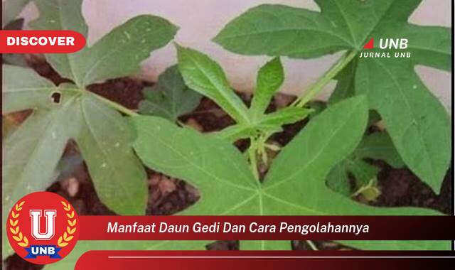 Inilah 8 Manfaat manfaat daun gedi dan cara pengolahannya yang Wajib kamu ketahui