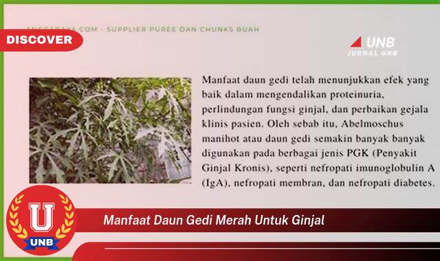 Temukan 9 Manfaat Daun Gedi Merah untuk Kesehatan Ginjal Anda