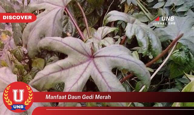 Temukan 10 Manfaat Daun Gedi Merah untuk Kesehatan Tubuh Anda