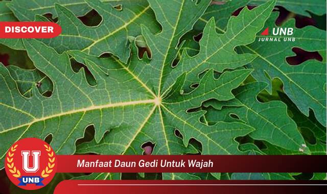 Ketahui 10 Manfaat manfaat daun gedi untuk wajah yang tidak Semua Orang Tau