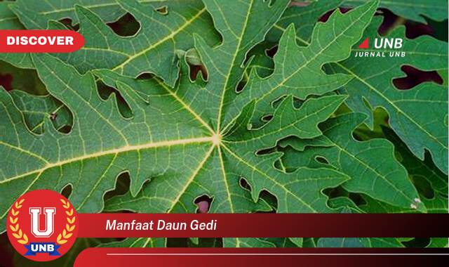Temukan 8 Manfaat Daun Gedi yang Luar Biasa untuk Kesehatan Anda Temukan 8 Manfaat Daun Gedi yang Luar Biasa untuk Kesehatan Anda