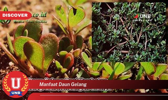Ketahui 9 Manfaat manfaat daun gelang yang Bikin Kamu Penasaran