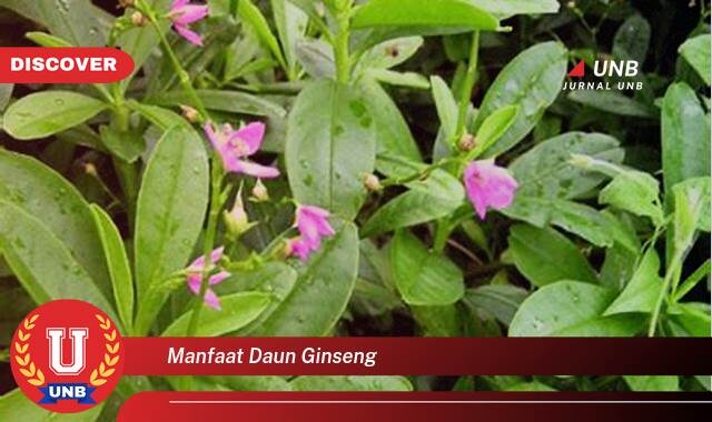 Temukan 8 Manfaat Daun Ginseng untuk Kesehatan Tubuh Anda Temukan 8 Manfaat Daun Ginseng untuk Kesehatan Tubuh Anda