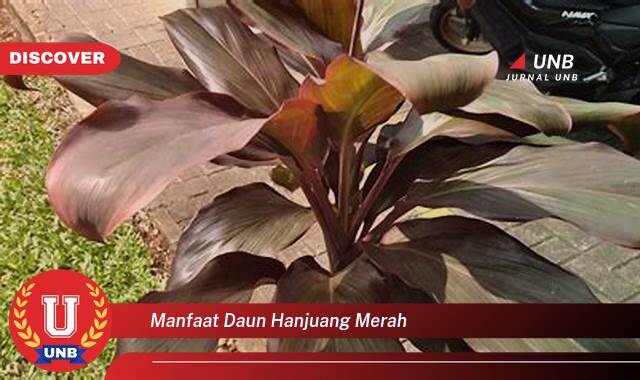 Temukan 9 Manfaat Daun Hanjuang Merah untuk Kesehatan Tubuh Anda