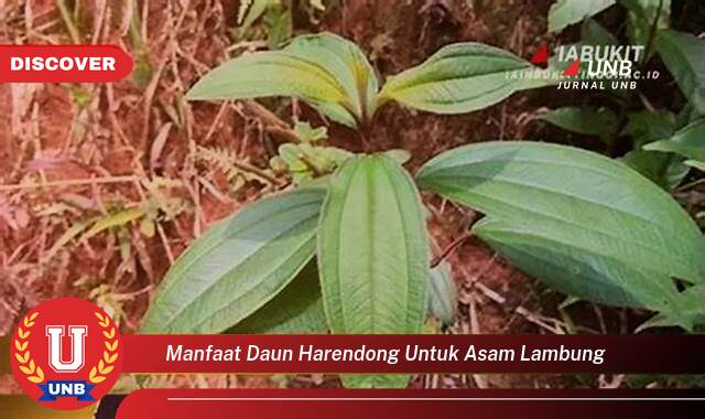 Temukan 9 Manfaat manfaat daun harendong untuk asam lambung yang tidak Semua Orang Tau