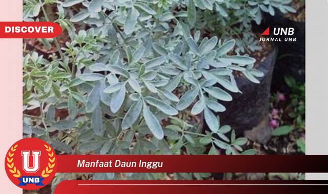 Temukan 9 Manfaat manfaat daun inggu yang Bikin Kamu Penasaran