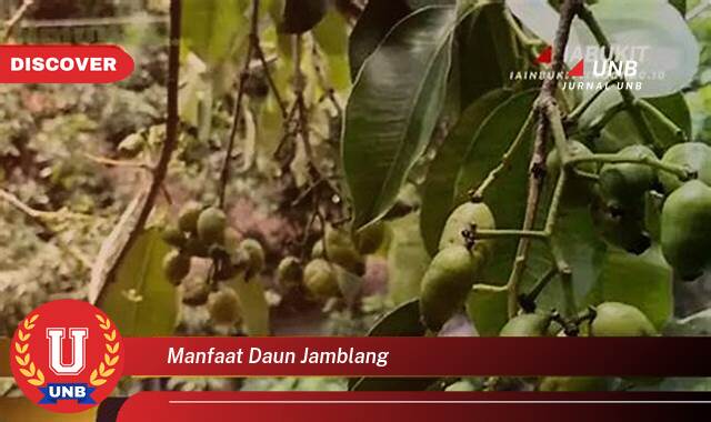 9 Manfaat manfaat daun jamblang yang tidak Semua Orang Tau