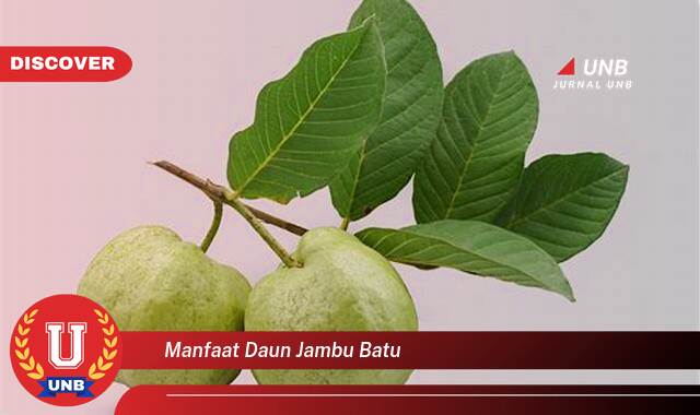 Temukan 10 Manfaat Daun Jambu Batu untuk Kesehatan Anda, Dari Mengatasi Diare Hingga Menurunkan Gula Darah