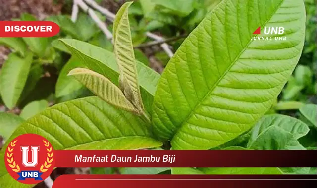 manfaat daun jambu biji