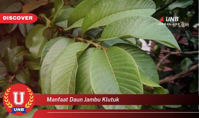 9 Manfaat manfaat daun jambu klutuk yang Jarang Diketahui