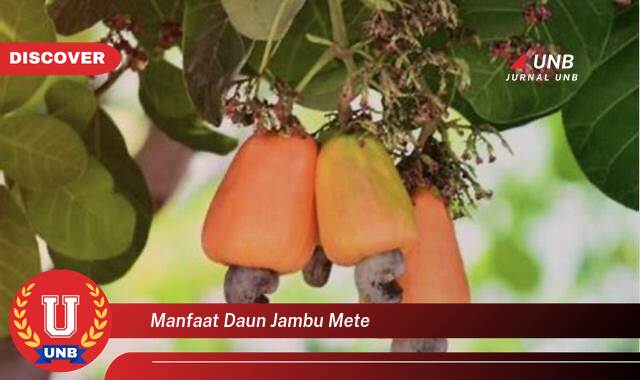 Temukan 8 Manfaat Daun Jambu Mete untuk Kesehatan Anda yang Menakjubkan