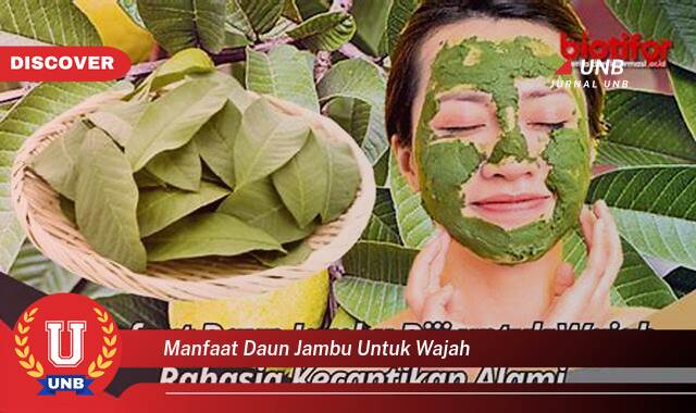 Ketahui 9 Manfaat manfaat daun jambu untuk wajah yang tidak Semua Orang Tau