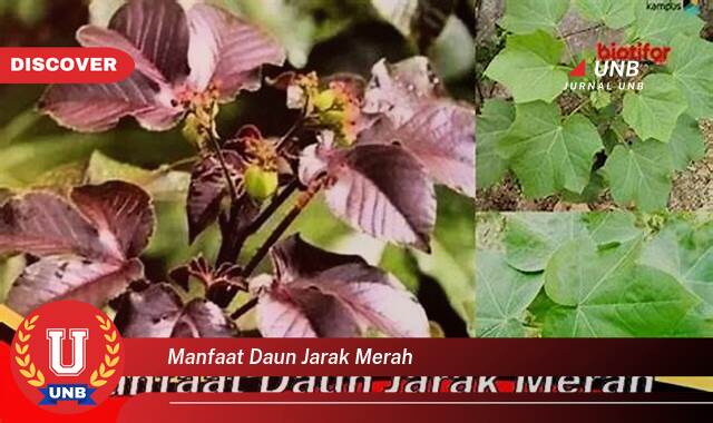 Temukan 10 Manfaat Daun Jarak Merah untuk Kesehatan dan Kecantikan Alami