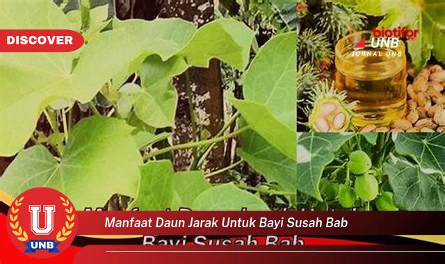 8 Manfaat manfaat daun jarak untuk bayi susah bab yang Wajib Kamu Intip