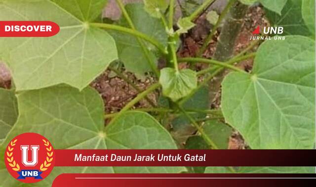 Inilah 9 Manfaat manfaat daun jarak untuk gatal yang Bikin Kamu Penasaran