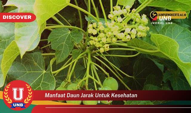 Temukan 8 Manfaat Daun Jarak untuk Kesehatan,  Solusi Alami untuk Berbagai Keluhan