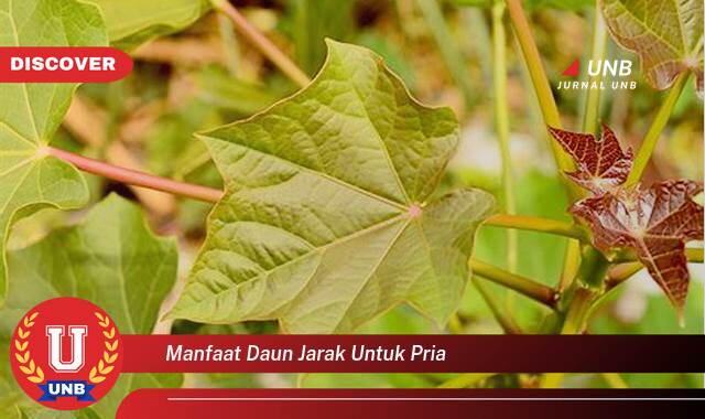 Inilah 10 Manfaat manfaat daun jarak untuk pria yang Bikin Kamu Penasaran