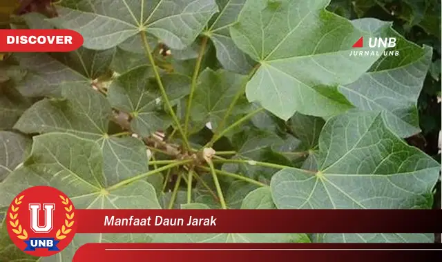 manfaat daun jarak