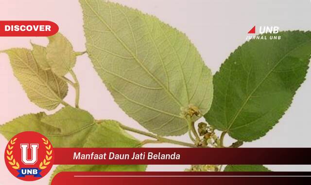 Temukan 10 Manfaat Daun Jati Belanda untuk Menurunkan Berat Badan Secara Alami dan Efektif