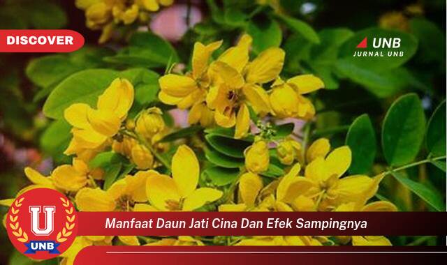 Temukan 10 Manfaat Daun Jati Cina untuk Kesehatan dan Efek Samping yang Perlu Diwaspadai