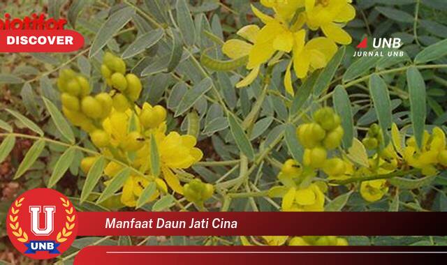 Temukan 9 Manfaat Daun Jati Cina untuk Menurunkan Berat Badan Secara Alami dan Efektif Temukan 9 Manfaat Daun Jati Cina untuk Menurunkan Berat Badan Secara Alami dan Efektif
