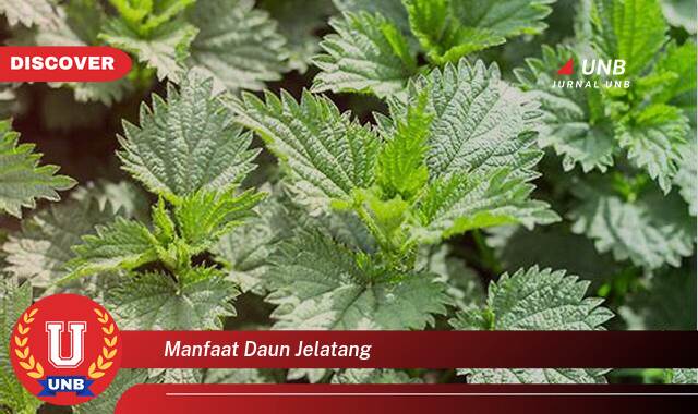 Temukan 8 Manfaat Daun Jelatang untuk Kesehatan, Kecantikan, dan Lainnya