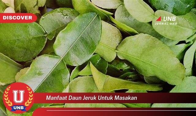 10 Manfaat manfaat daun jeruk untuk masakan yang Bikin Kamu Penasaran