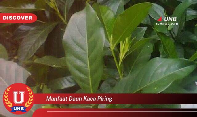 Temukan 8 Manfaat Daun Kaca Piring untuk Kesehatan dan Kecantikan Anda