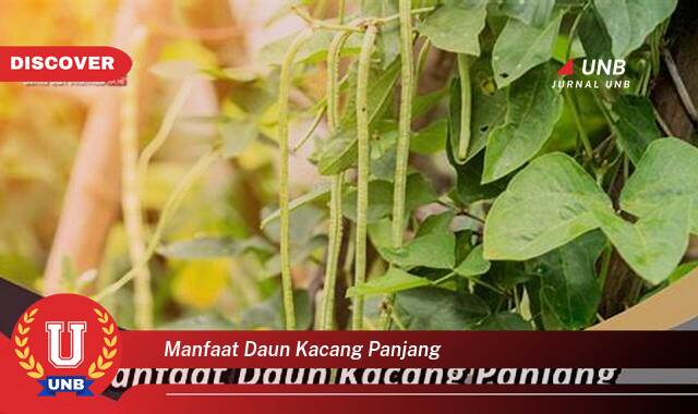 Temukan 10 Manfaat Daun Kacang Panjang untuk Kesehatan Tubuh Anda