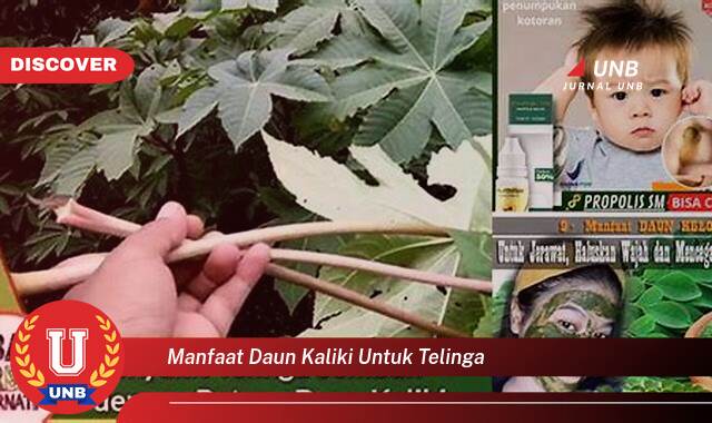 Temukan 8 Manfaat Daun Kaliki untuk Mengatasi Masalah Telinga Anda