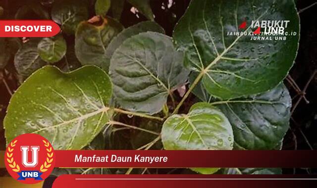 Temukan 8 Manfaat manfaat daun kanyere yang Wajib Kamu Intip
