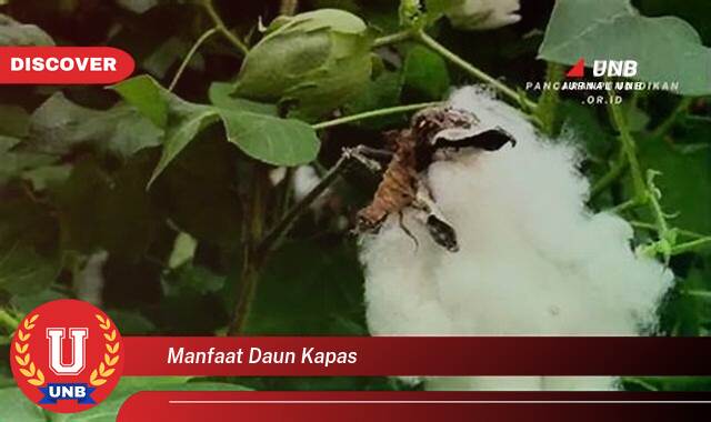 Temukan 9 Manfaat Daun Kapas untuk Kesehatan, Kecantikan, dan Rumah Tangga